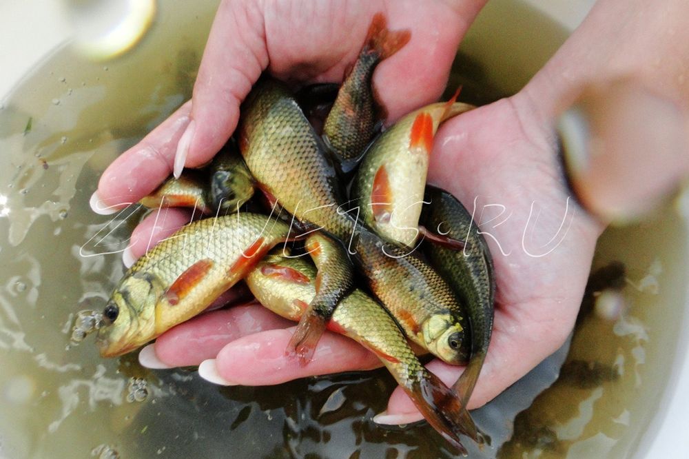 Малек живец  карася, плотва  майкудук.. Круглосуточно.
