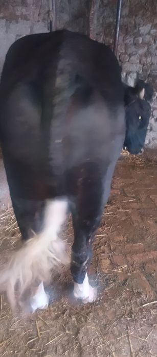 3 yoshga to‘lgan boqilgan tayyor buqa sotiladi.