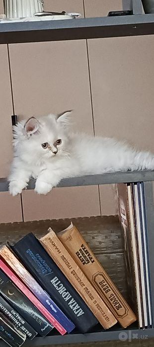 Продается котёнок персидской породы