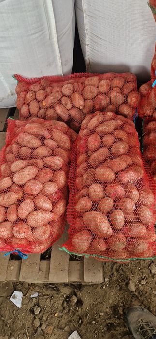 Cartofi rosii consum