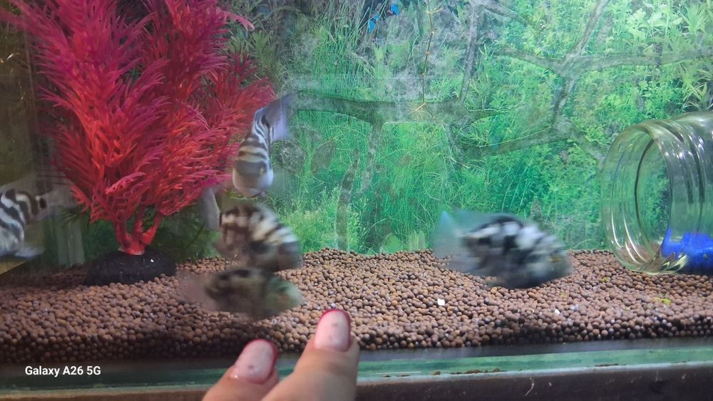 Сапфировые попугайчики