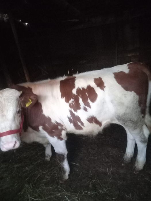 Vând vițel mai multe detalii la telefon