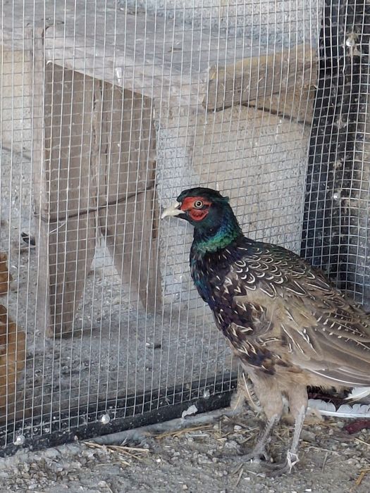 Продаётся фазаны