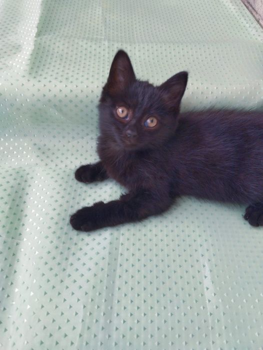 Котята, мальчик и девочка