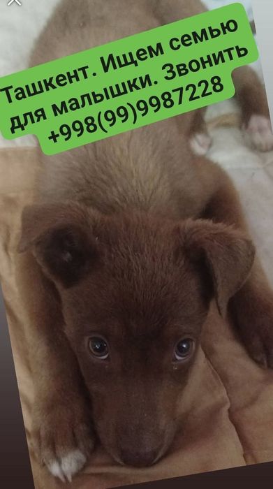 Ищут семью. Кошки, собаки.