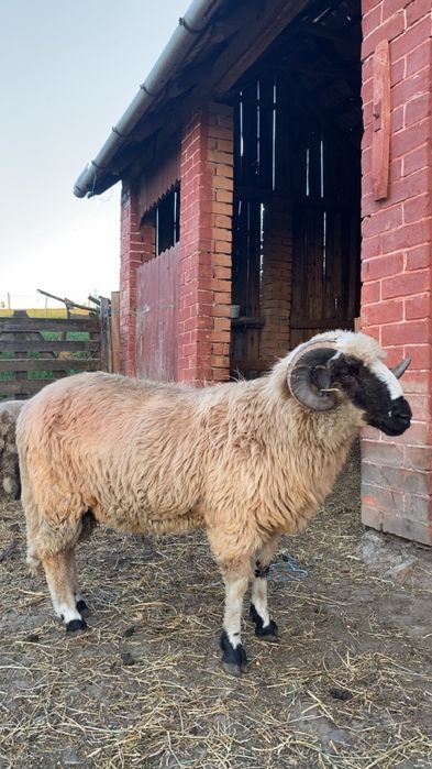 Berbeci de vanzare pentru sacrificat