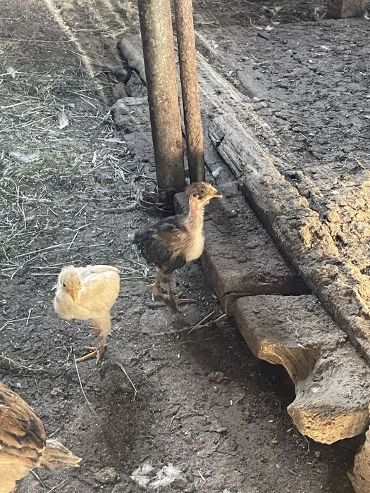 продам инкубацинное яйцо