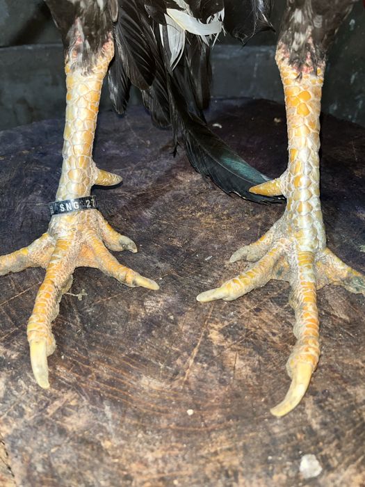 Привязной петушок продаётся от туркия