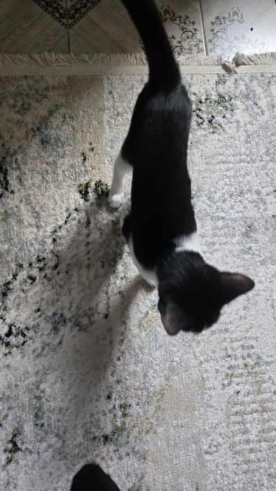 кошка домашняя 4 месяца мальчик