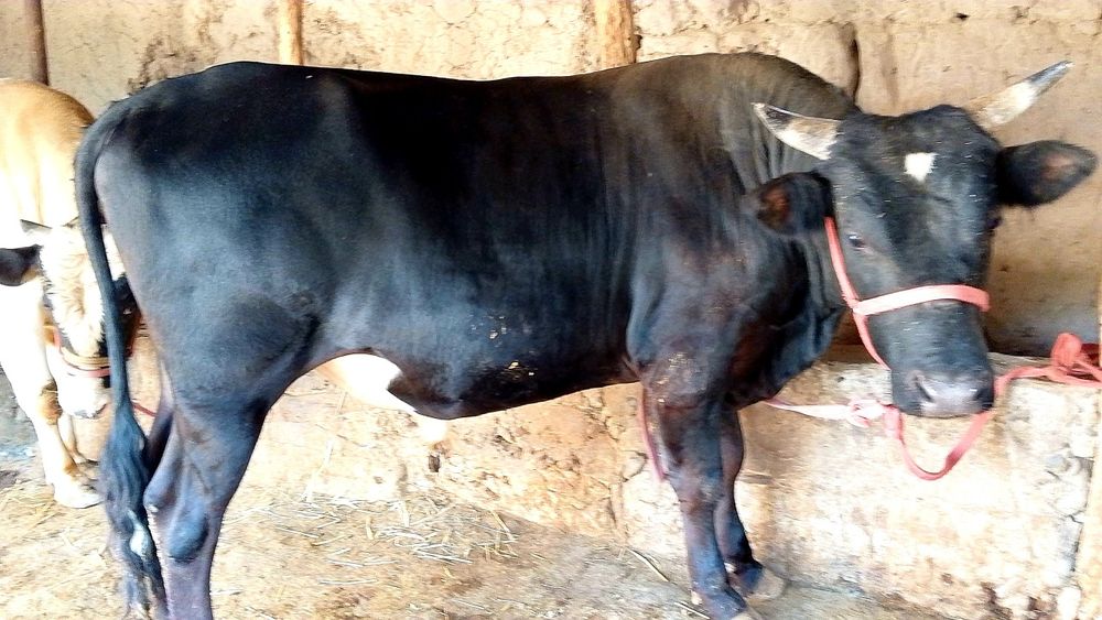 Buqa sotiladi 2 yoshdan oshgan