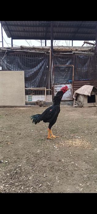 Дакан бойцовый петух