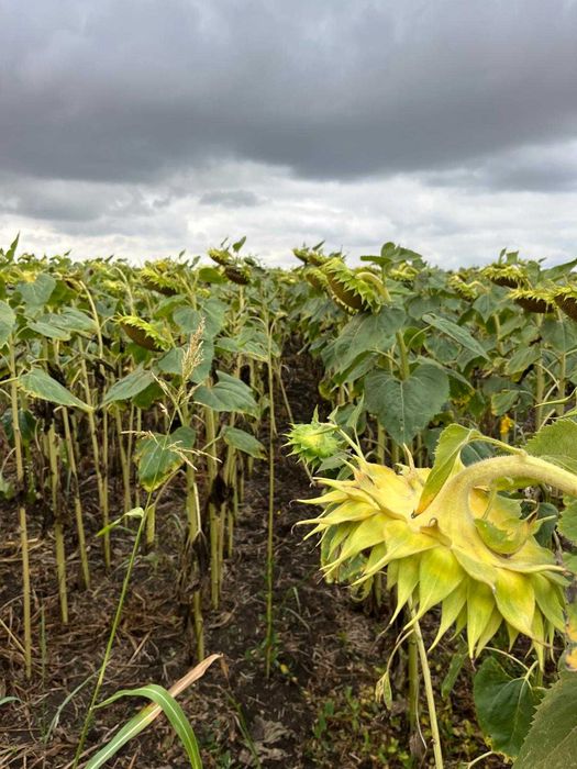 Teren agricol 6 hectare la canal de irigatii functional