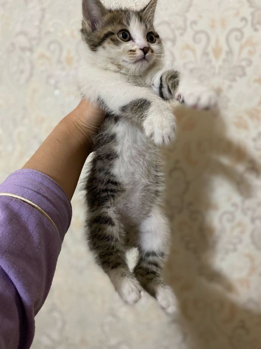 Котенок в добрые руки