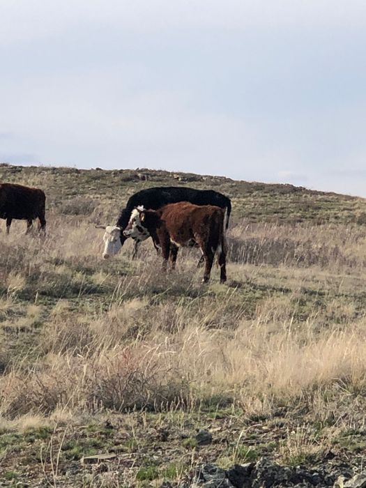 Бука тайынша бык сиыр корова молодняк