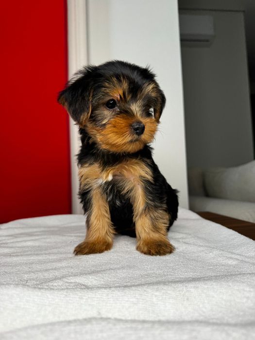 Щенки Йоркширский терьер