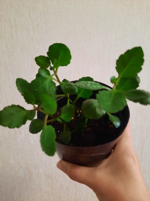 Продам Каланхоэ цвет жёлтый