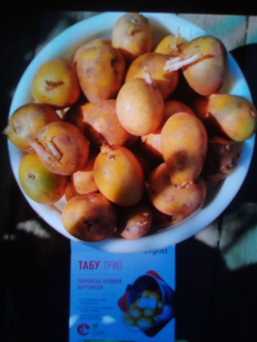 Продам семянную картошку
