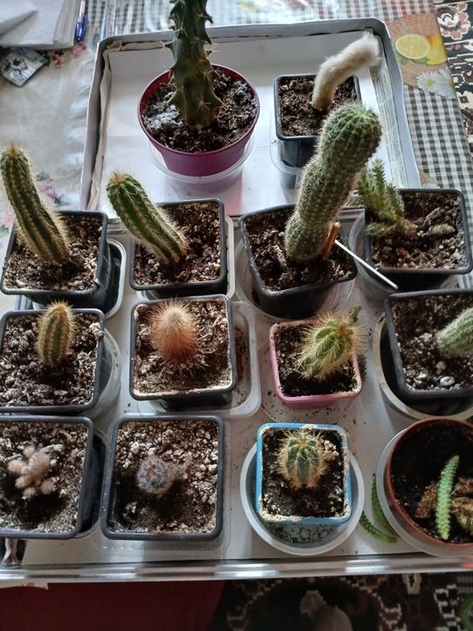 Красиви  малки кактуси