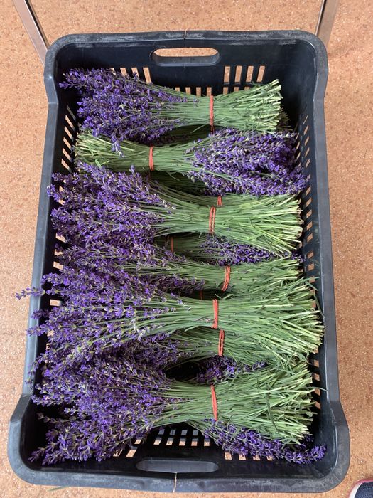 Super oferta Buchete Lavanda ( 5+1)