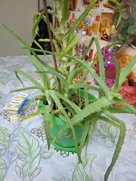 Алоэ продам 2500