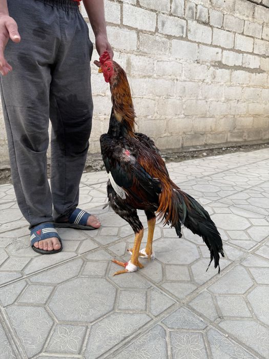 Сотилади корея шамо