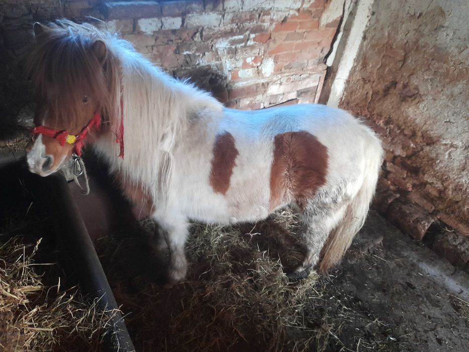 poneita pinto de 7 ani