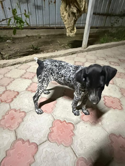 Курцхаар продам щенка