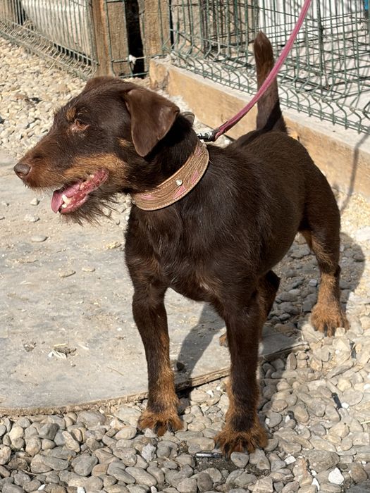 Mascul Jagd Terrier jagdterrier