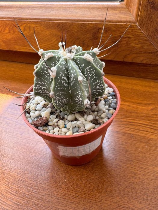 Продам кактус Astrophytum capricorne var. minor