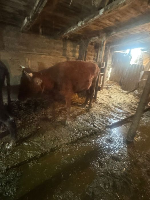 Продам коров сиыр