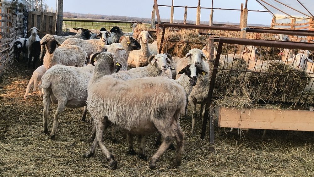 De vânzare oi cu miei