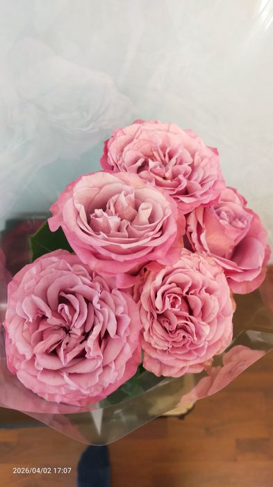 Продам цветы розы.