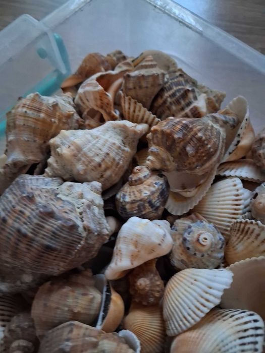Scoici si melci de mare naturale