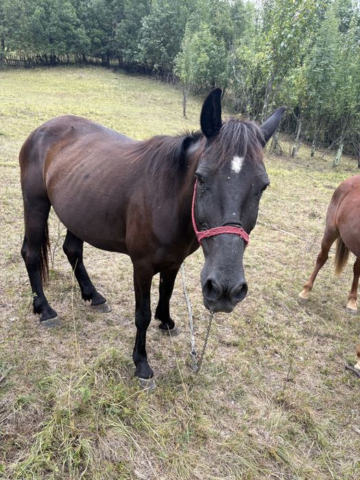 Vand iapă de 10 anii