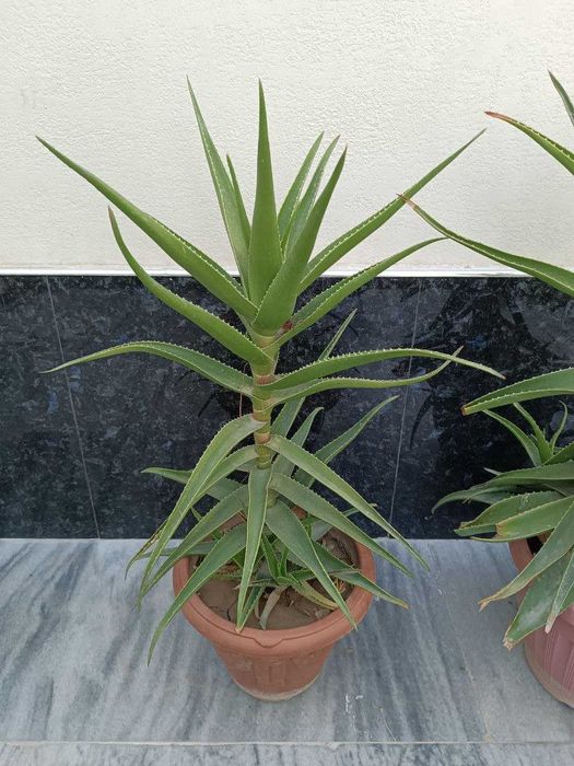 Arzon: Palma_ Qora shahzoda _Aloy