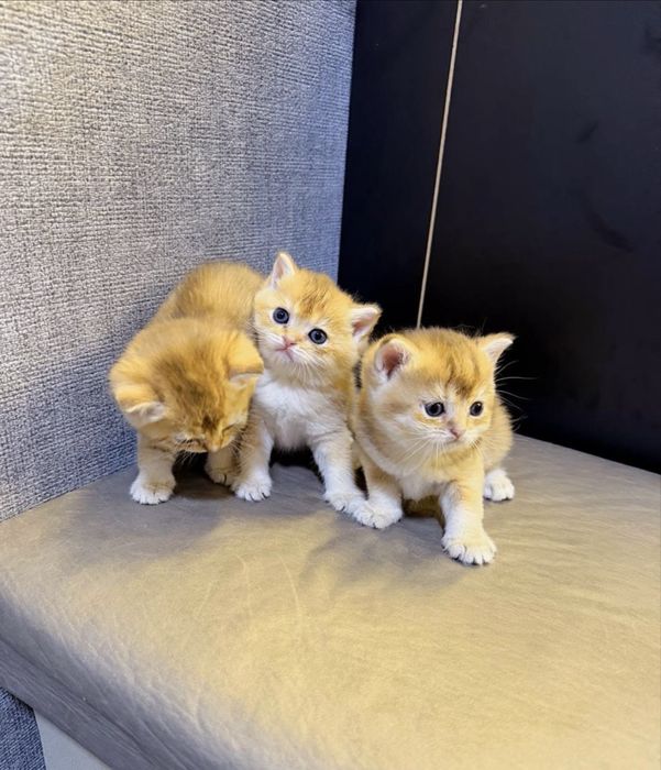 Кошка золотая шиншила, 1,5 года