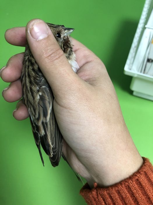 Овсянка горная самец