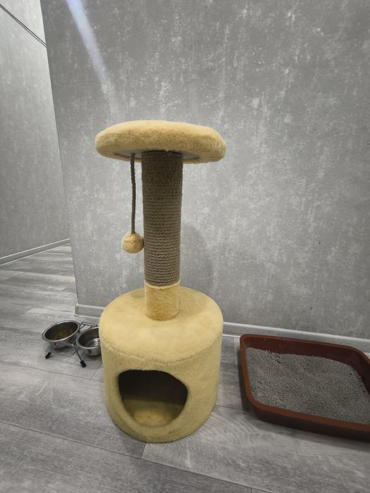 Шотландский котёнок