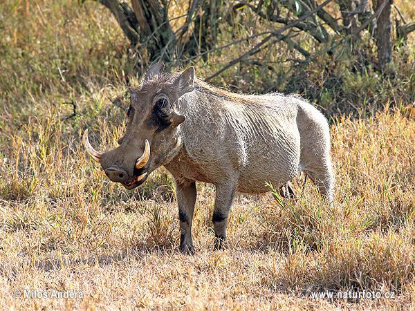 Тирбушон и нож за отваряне на писма