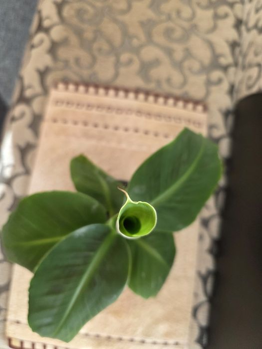 Банан  стайно цвете