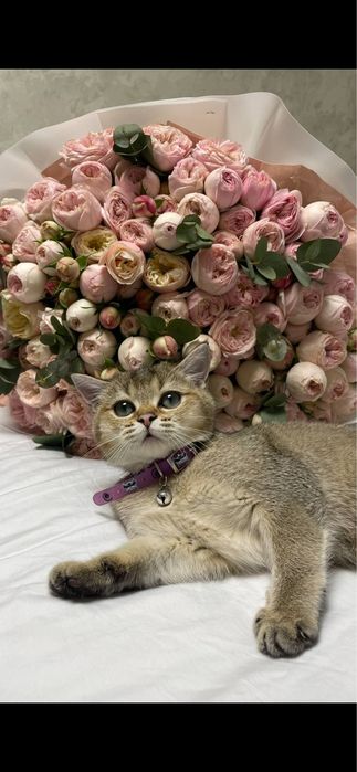 Mushuk shinshila