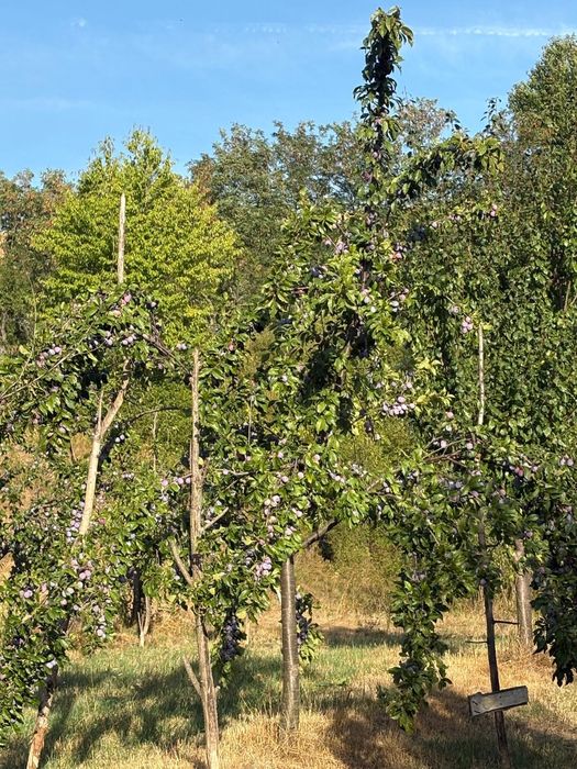 Prune de vanzare,nestropite de loc-proaspete și naturale