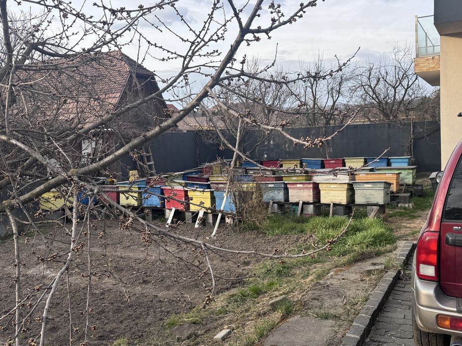 De vanzare stup/stupi albine