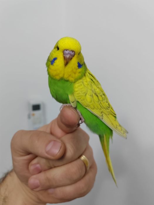 Peruși standard (pui, adulți)