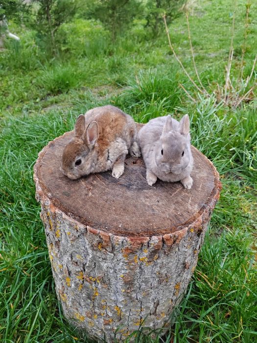 Vând iepurași Rex pitic din părinți tatuați rasă pură