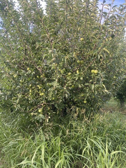 Продам яблоки с корня или через веса