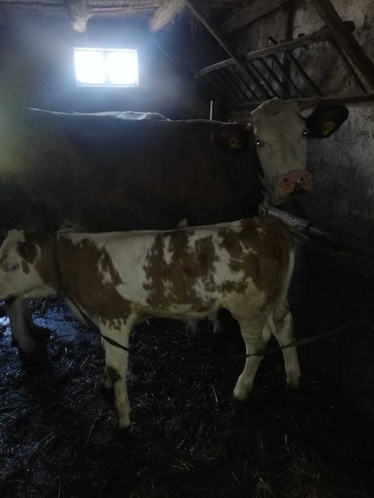 De vanzare vaca cu vitel. Vaca este la prima fatare si are 2 ani. Vitelul are 5 saptamani