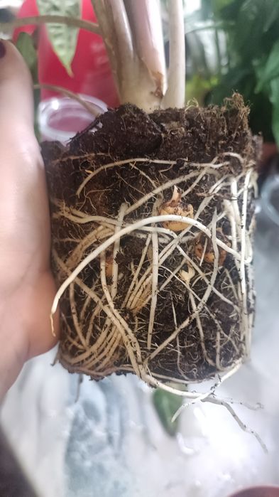 Алоказия Полли крупный