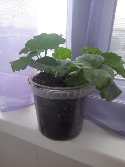 Продам пеларгонии