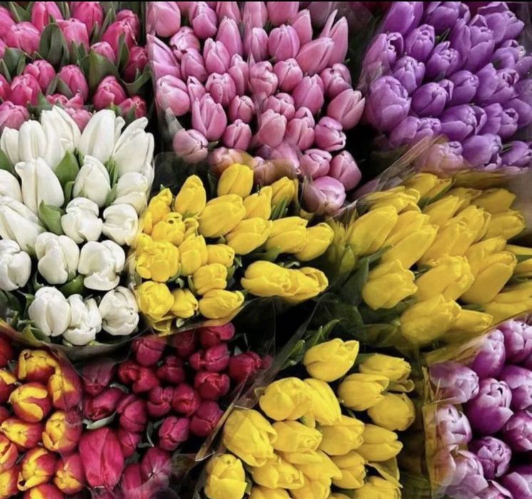 Тюльпаны по выгодной цене